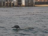 Monterey Bay 006
